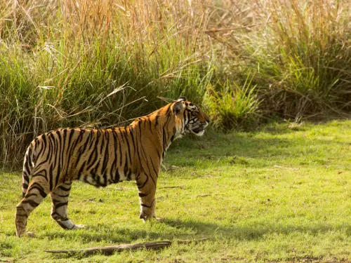 ESCAPE TO RANTHAMBORE 